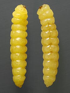 Ethonion leai, PL0672, larva, from Dillwynia hispida, dorsolateral & ventral views, SL, 11.3 mm long, 11.3 × 2.3 mm